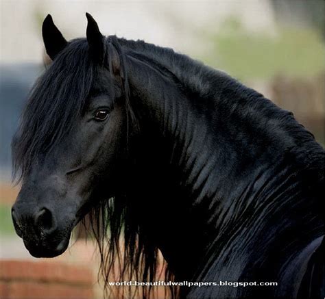 Beautiful Wallpapers: friesian horse pictures