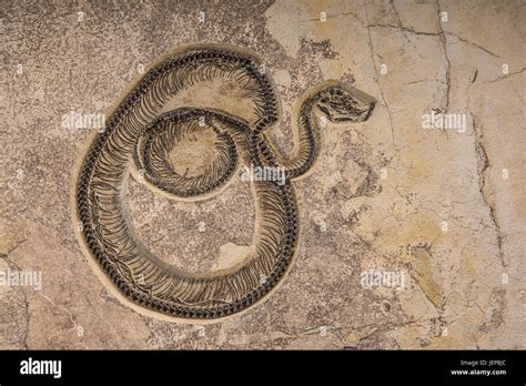 Titanoboa Snake Fossil