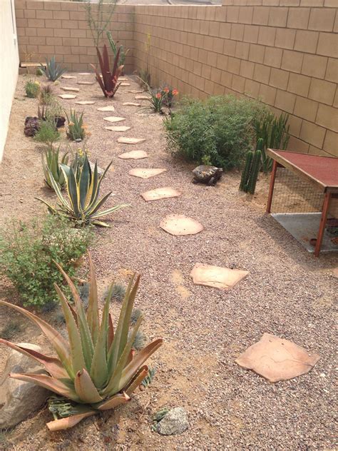 Native California tortoise habitat | Tortoise habitat, Desert tortoise ...