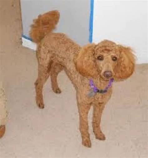 Klein Poodle - Pet Your Dog