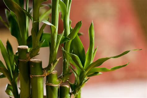 bamboo stirer