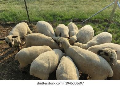 440 Sheep Huddle Royalty-Free Images, Stock Photos & Pictures