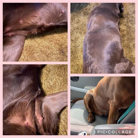 My lab is officially pregnant! ️ Had an ultrasound today and confirmed