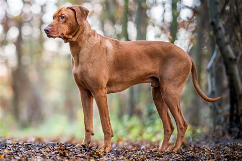Rhodesian Ridgeback: Dog Breed Characteristics & Care