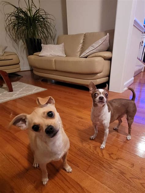 lake forest animal hospital 9