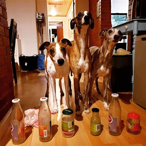 Keeping one of the fastest (but not smartest) dog breeds in the world