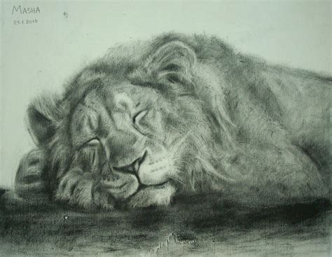 sleeping lion by MashaWoodstock on DeviantArt