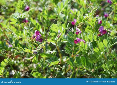 common vetch flowers stock image image  natural pretty