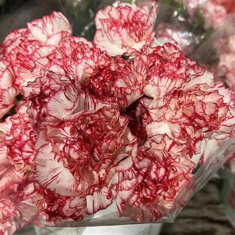 White/Red Carnations - Florabundance Wholesale Flowers