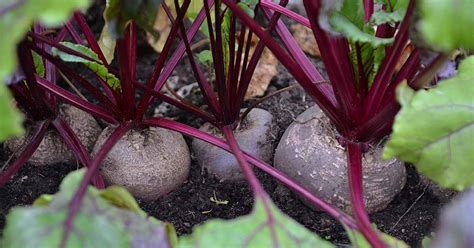 How to Grow Beets in Containers | Gardener’s Path