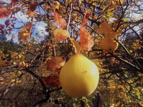 Are There Any Reliably Deer Resistant Fruit Trees and Shrubs