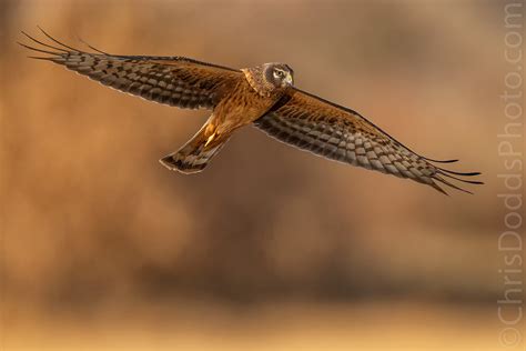 northern harrier nature photography blog