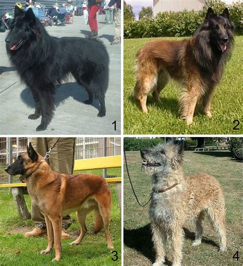Las cuatro variedades de pastores belgas. | Pastor belga, Perros pastor ...