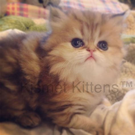 Teacup Persian Kittens For Sale Dallas at Beth Anker blog
