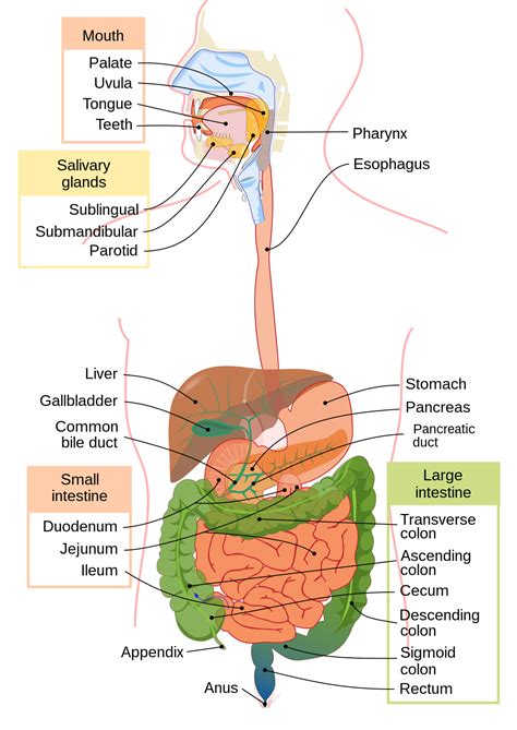 The Human Digestive System Worksheet Answer Key