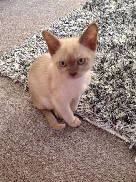 Pedigree Burmese Kittens For Sale | koratcapicturesny
