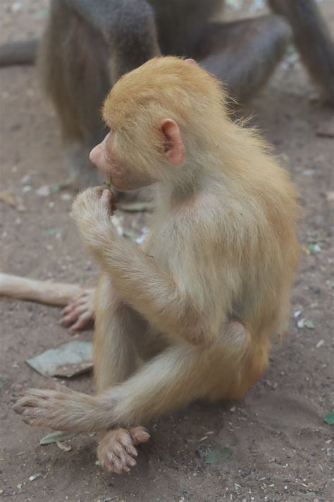 baboon animal zoo  photo  pixabay pixabay