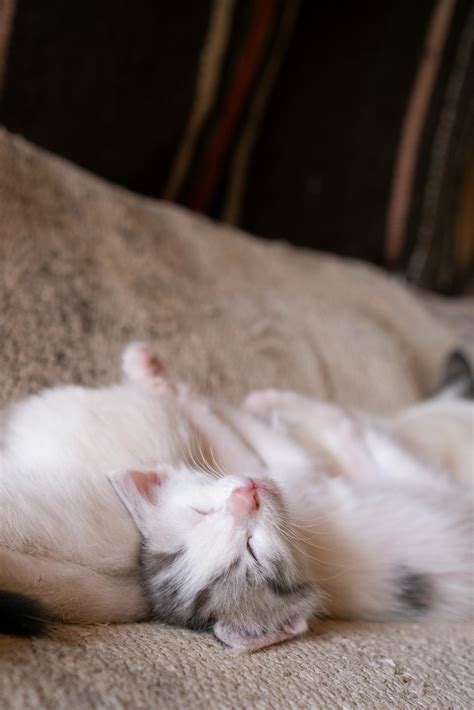 Cute White Cats Aesthetic Photos, Download The BEST Free Cute White