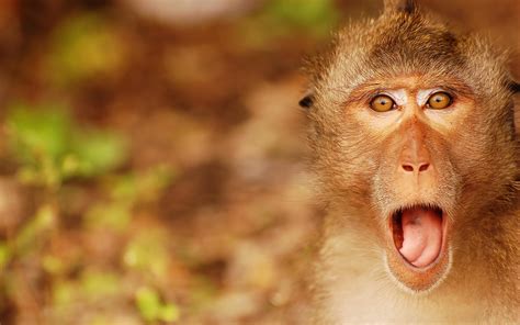 Did You Know This About The Apple Store Monkey? (You Won't Believe #3!) Image 16