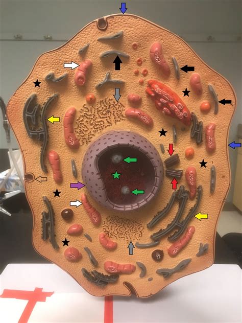cells  cell comonents diagram quizlet