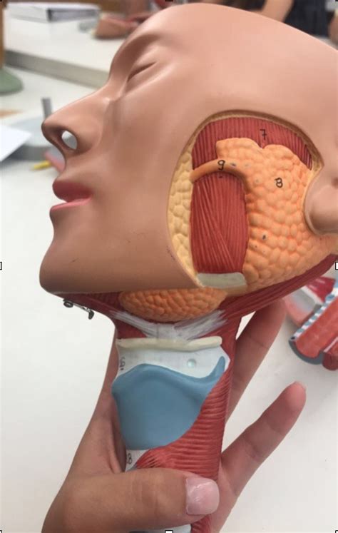 how to open nasal passage