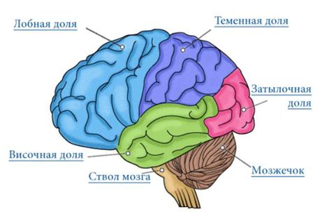 Наглядное пособие: мозг ребенка — Медицинский вестник