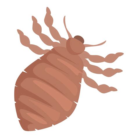 Louse insect spreading infection through bloodsucking biting skin