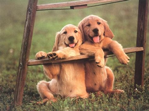 Photos de chiens