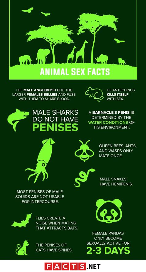 Animal Sex