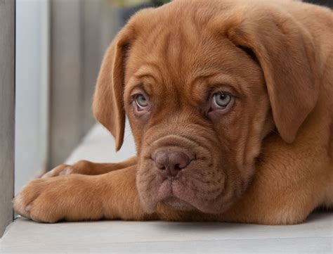 Medium Dog Breeds Short Hair