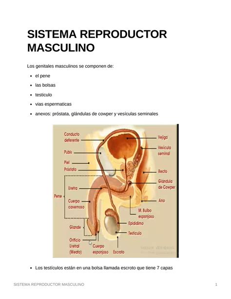 SOLUTION: Sistema reproductor masculino 1 - Studypool