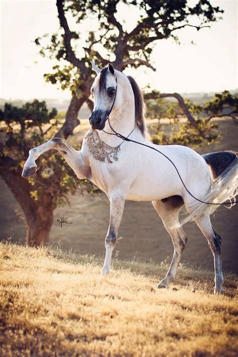 Beautiful Arabian Horses in Western Competition