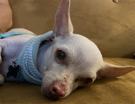 Do Chihuahuas Like To Cuddle