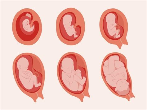 pregnancy    babies breathe   womb thehealthsitecom