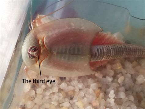 Triops