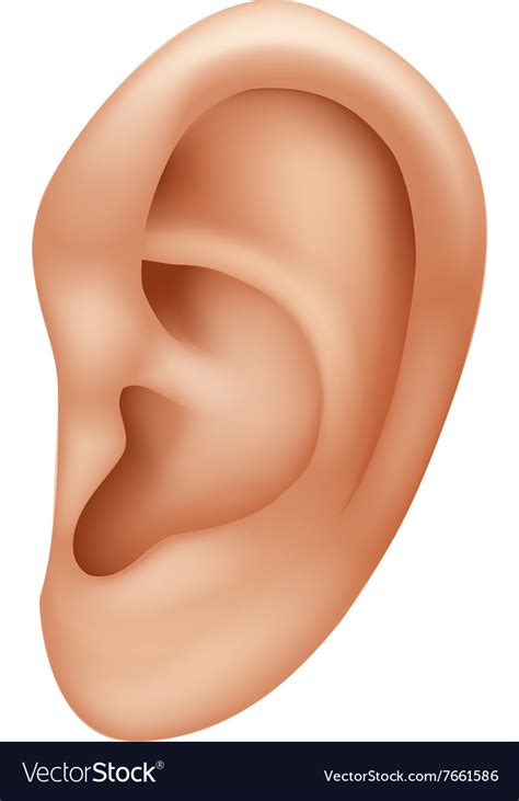 cartoon  ear human isolated royalty  vector image
