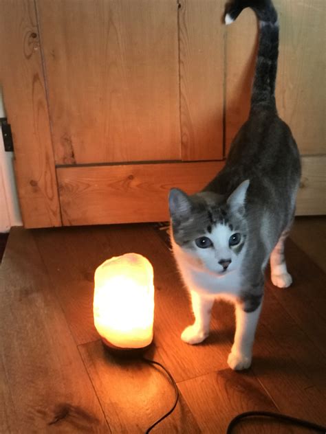 Why Do Cats Like Salt Lamps at Humberto Gertrude blog