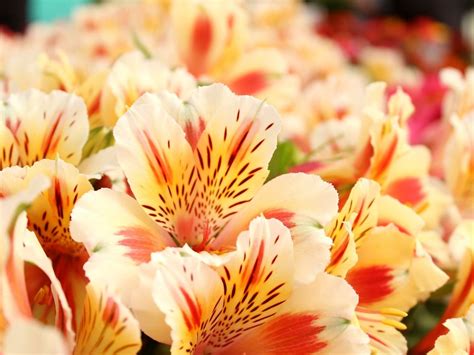 The Best Tips on How to Care for Alstroemeria Flowers