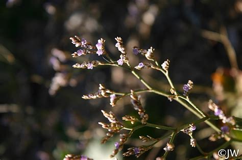 Limonium californicum | California Flora Nursery