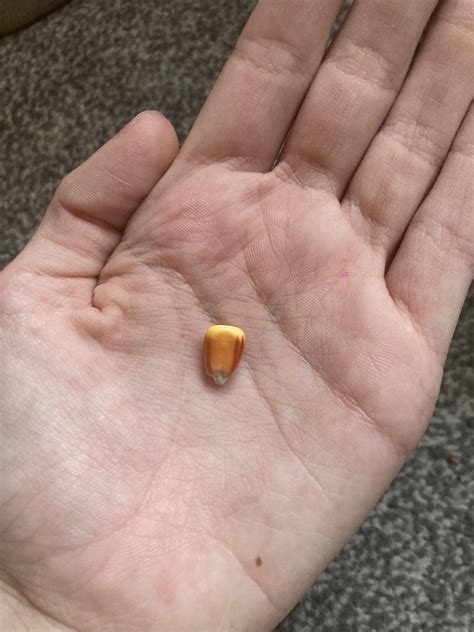 My hamster’s corn looks like candy corn : r/notinteresting