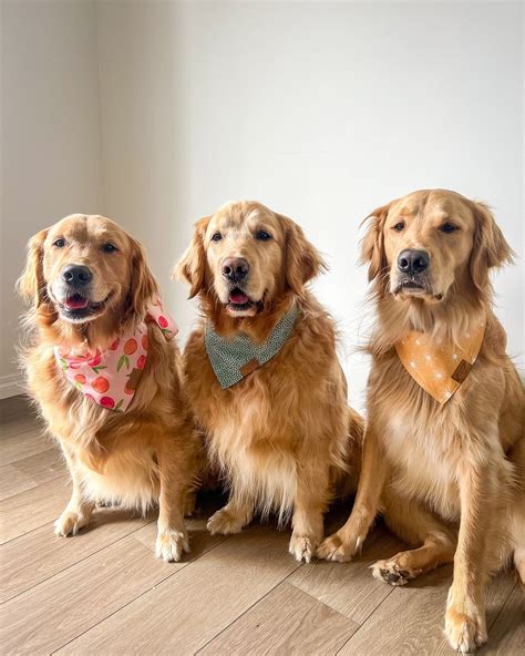 flynn, libby, & gus🐾 | golden retrievers on Instagram: "Three goldens, one mission: to spread