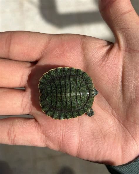 Hatchling red-eared slider turtle with rare scutes of carapace | Credit ...