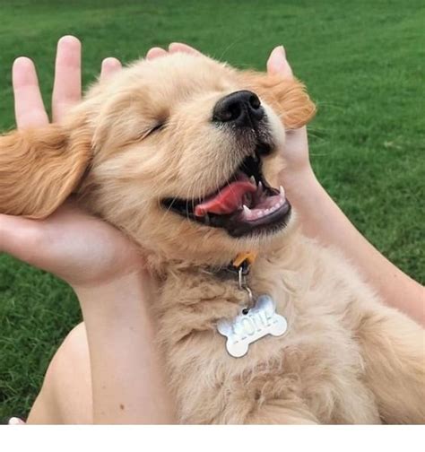 10 Cutest Dog Breeds – Picture and Information |Select Your Breed Which