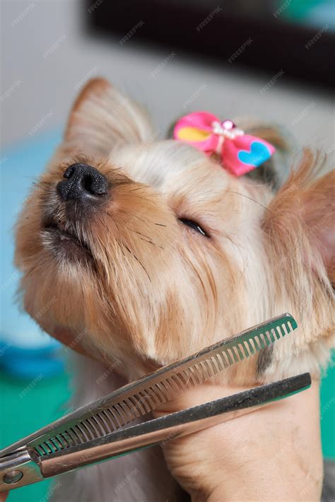 Premium Photo | The yorkshire terrier lies on the grooming table in the