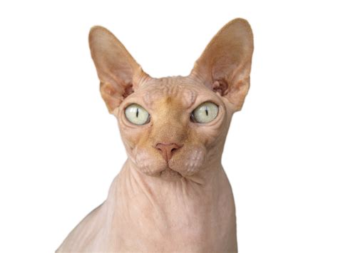 fotos gratis animal mascota calvo vertebrado donskoy birmano