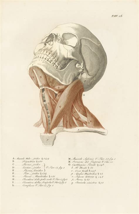 PODCAST: The Art of Anatomy from the 16th Century to Today | Getty Iris