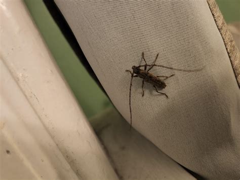 insectid Buffalo,NY : r/insects