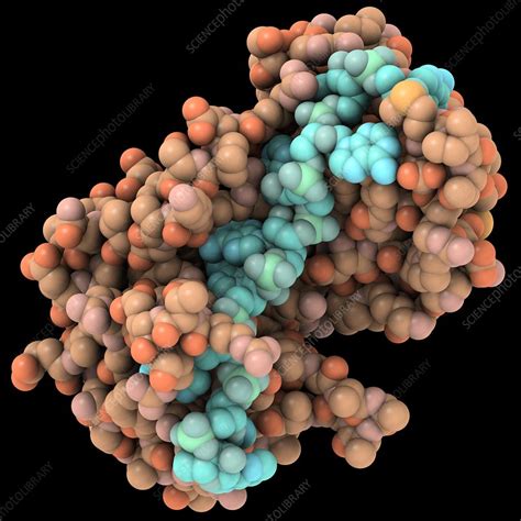 rna binding protein  mrna complex stock image