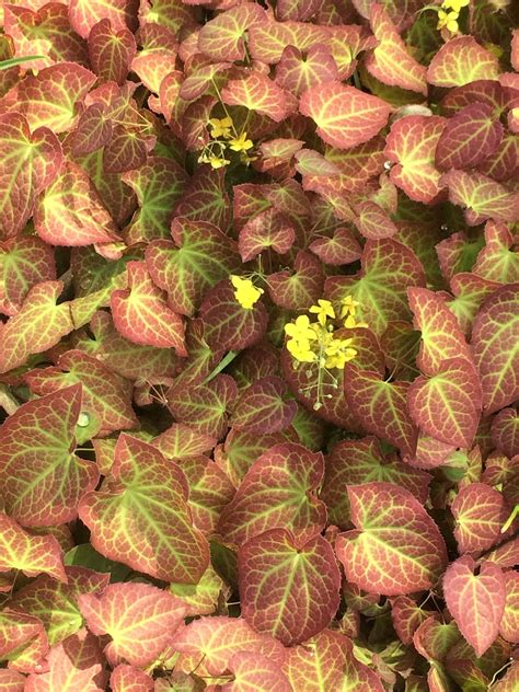 Epimedium x perralchicum ‘Frohnleiten’ - barrenwort | Fort Tryon Park Trust