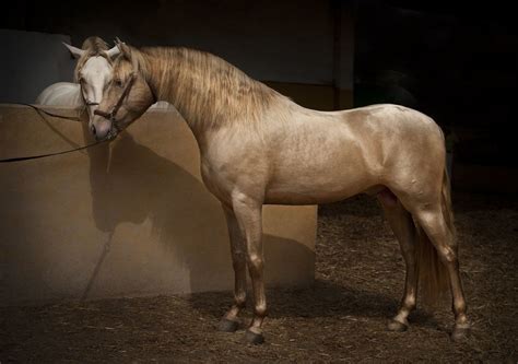 pearl horse color ideas horse coloring horses beautiful horses